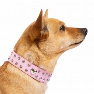 Quels sont les effets des colliers pour chiens sur la santé des chiens ?插图